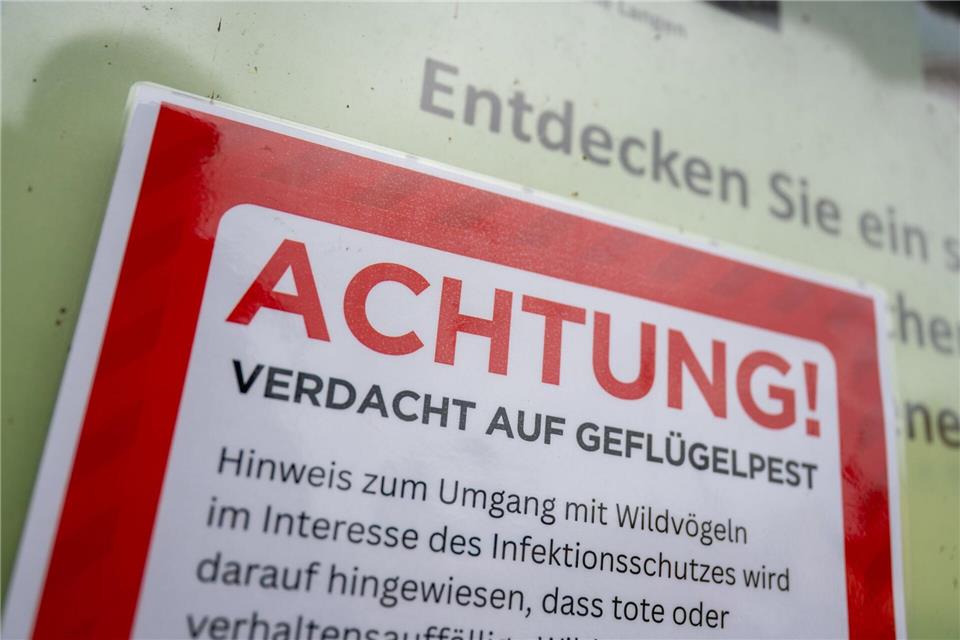 Bei einer Kanadagans in Essen wurde Vogelgrippe nachgewiesen. (Symbolbild)Christophe Gateau/dpa