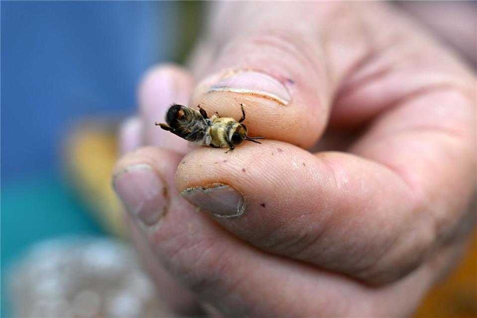 Bei einer Körpergröße von etwa eineinhalb Zentimetern ist die instrumentelle Besamung von Bienen eine Millimeterarbeit. Martin Schutt/dpa