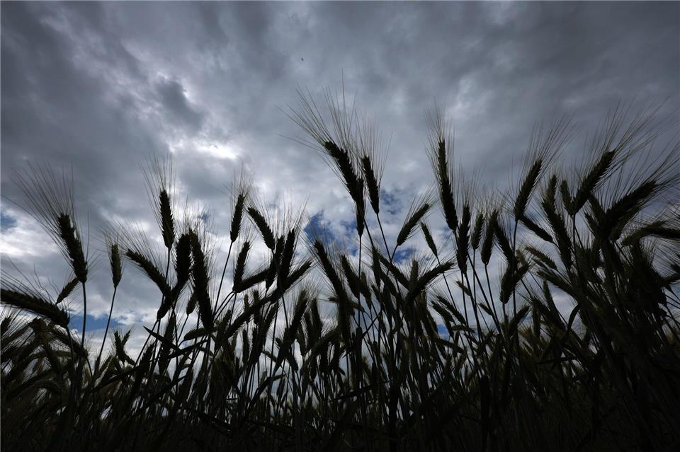 Bei einer Obduktion sollen nun die genaue Todesursache und die Identität des Toten geklärt werden, der in einem Feld gefunden wurde. (Symbolbild)Karl-Josef Hildenbrand/dpa