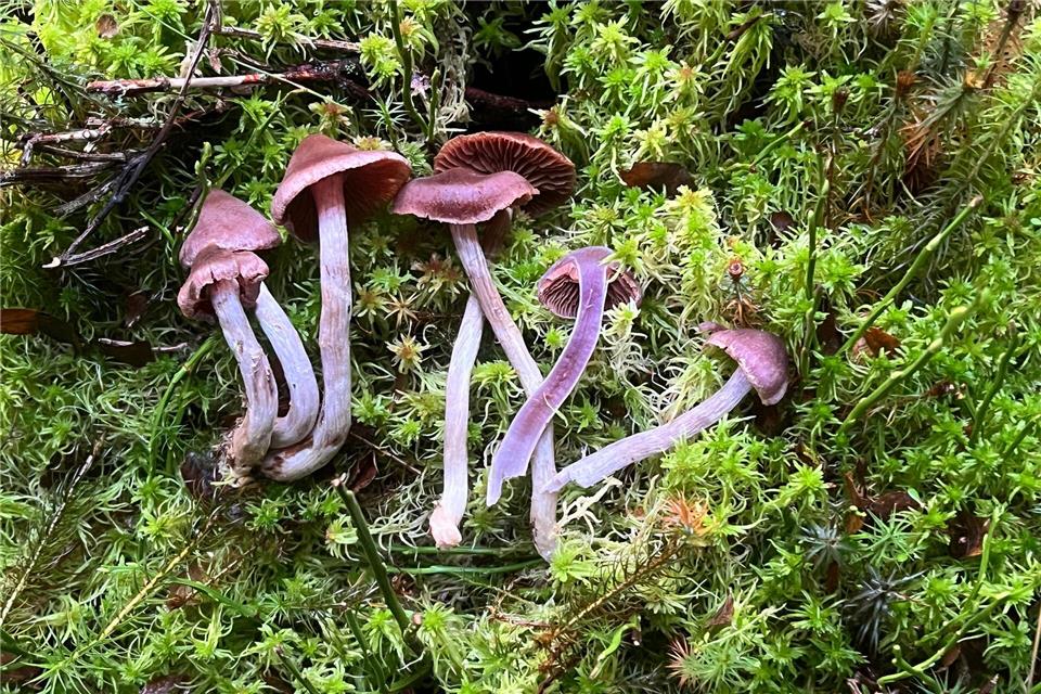 Bei einer Pilzkartierung wurden zehn für Thüringen neue Arten sowie weitere sehr seltene Arten im Freistaat entdeckt. (Handout)Jesko Kleine/UNESCO-Biosphärenreservat Thüringer Wald/dpa