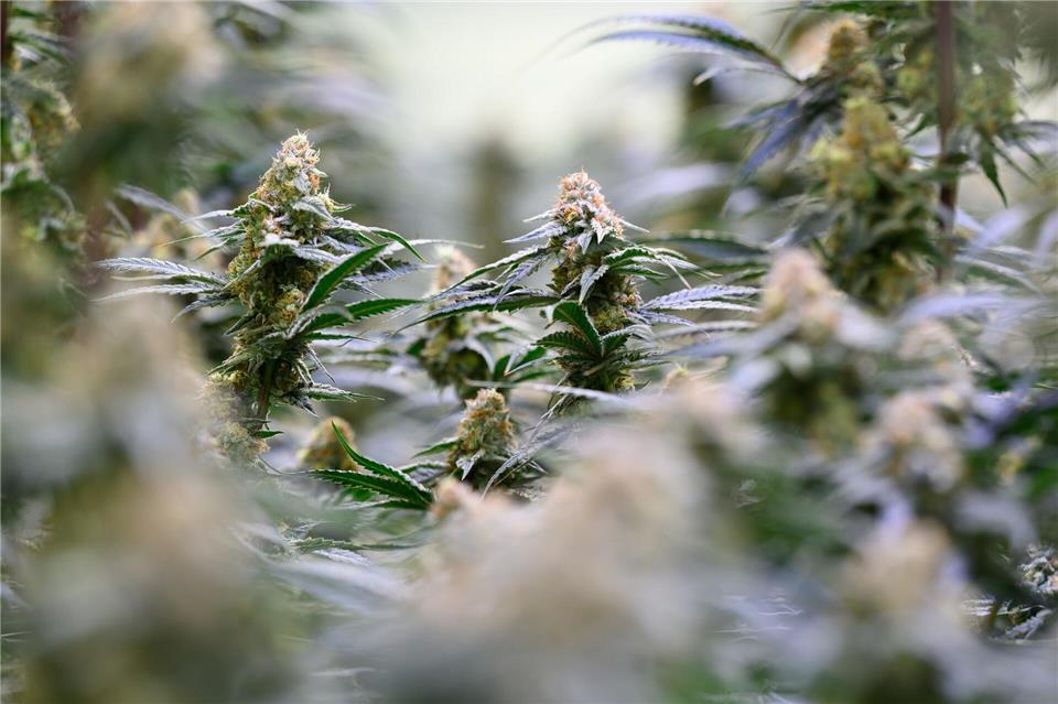 Bei einer Razzia im Burgenlandkreis entdeckten Ermittler eine illegale Cannabisplantage mit 643 Pflanzen. (Symbolbild) Hendrik Schmidt/dpa