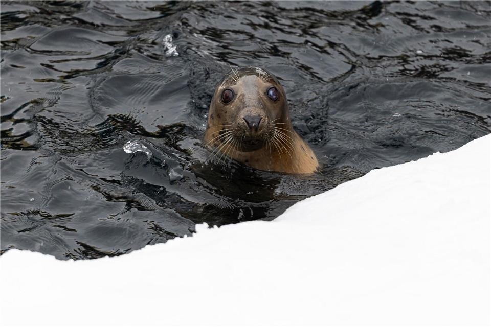 Bei eiskalten Temperaturen schwimmt eine Robbe im Wasser.Michael Matthey/dpa