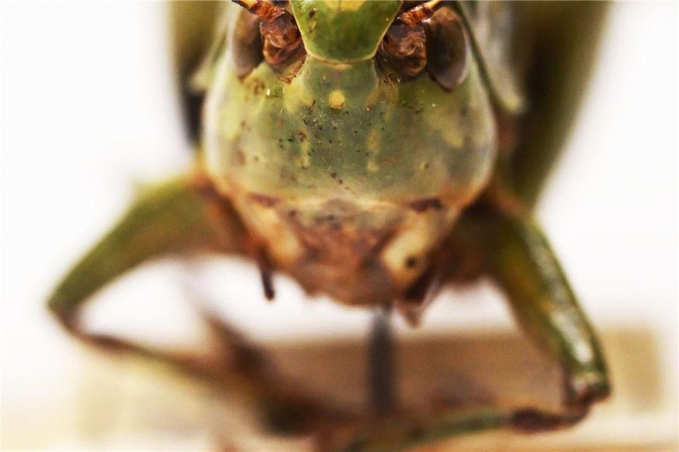 Bei genauer Betrachtung kann man das Gesicht des Warzenbeißers gut erkennen.Uli Deck/dpa