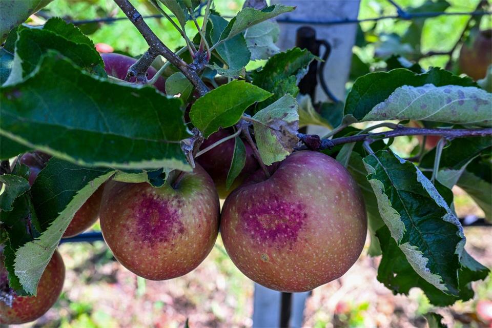 Bei großer Hitze tragen Äpfel Schäden davon. (Symbolbild)Jens Kalaene/dpa