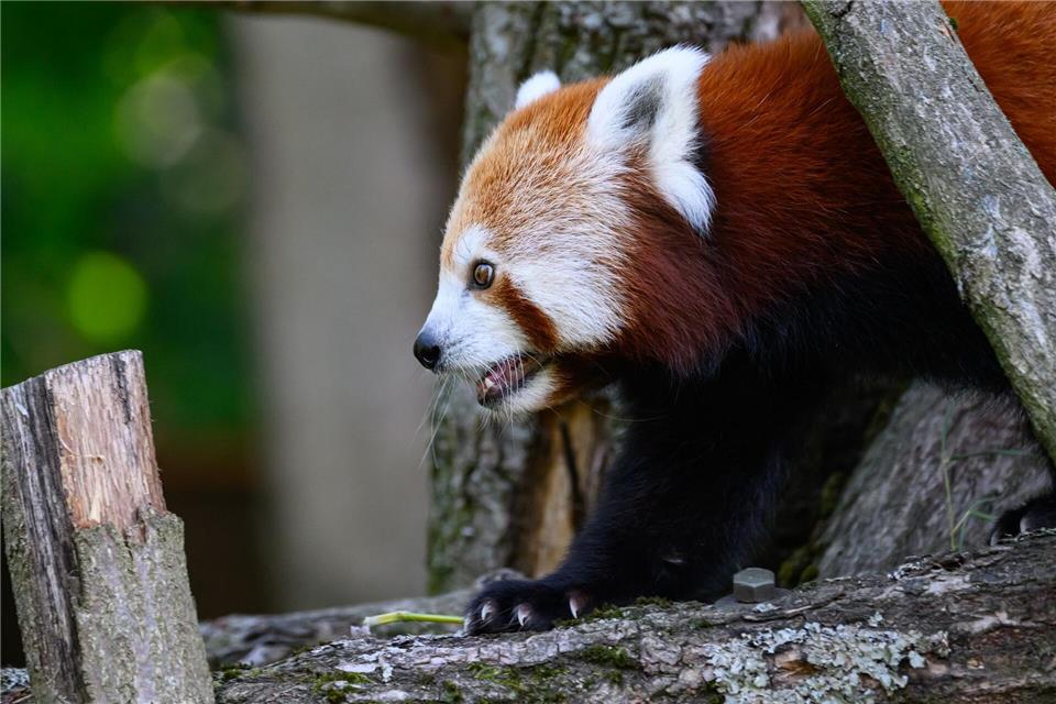 Bei hohen Temperaturen bleiben die Roten Pandas meist im Geäst ihrer Bäume und ruhen sich dort aus. Robert Michael/dpa