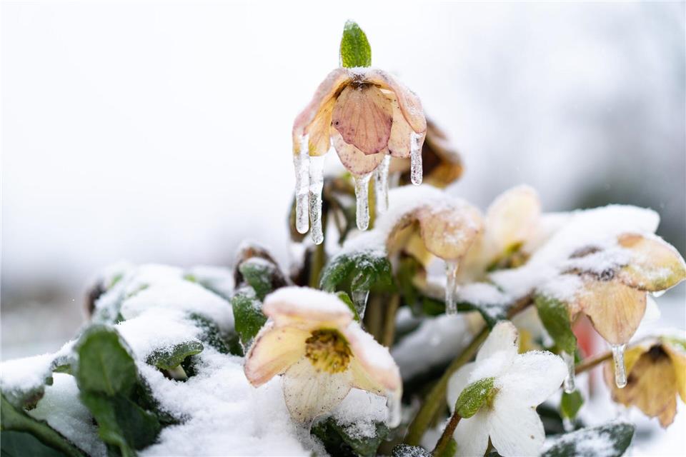 Bei starkem Frost lassen Christrosen zwar ihre Köpfe hängen. Steigen die Temperaturen, richten sich die Blüten aber wieder auf.picture alliance/dpa