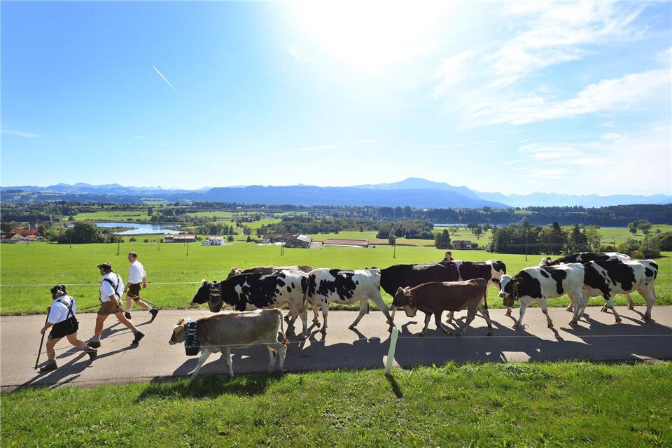 Älpler blicken auf turbulenten Bergsommer zurück Bei strahlendem Sonnenschein sind die Hirten im Allgäu mit ihren Tieren unterwegs. Karl-Josef Hildenbrand/dpa