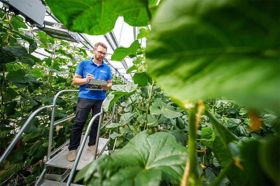 Bei warmen Nachttemperaturen bilden die Pflanzen hauptsächlich männliche Blüten aus. Andreas Arnold/dpa