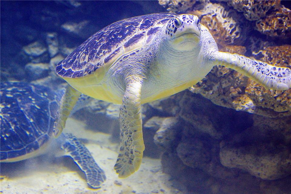 Beide Tiere leben seit Jahrzehnten im Meeresmuseum. Jens Büttner/dpa