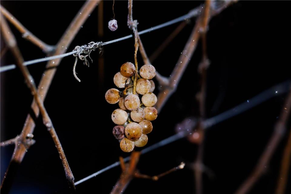 Beim Eiswein sind die Beeren gefroren. Philipp von Ditfurth/dpa