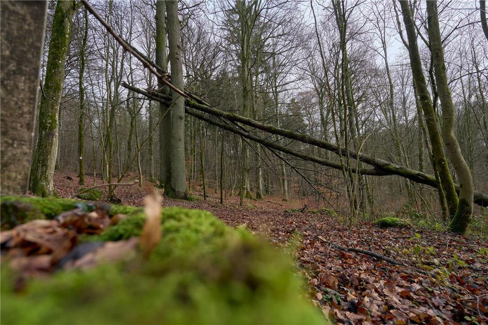 Beim Forschungsprogramm Klimawald 2100 geht es unter anderem vorrangig um den Wasserrückhalt und den Umgang mit Buchen. (Archivbild)Sascha Ditscher/dpa