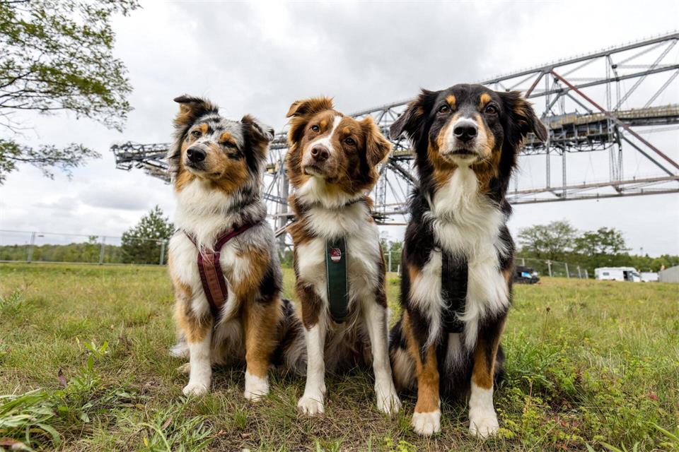 Beim Hundefestival treffen sich viele Hundeliebhaber.Frank Hammerschmidt/dpa