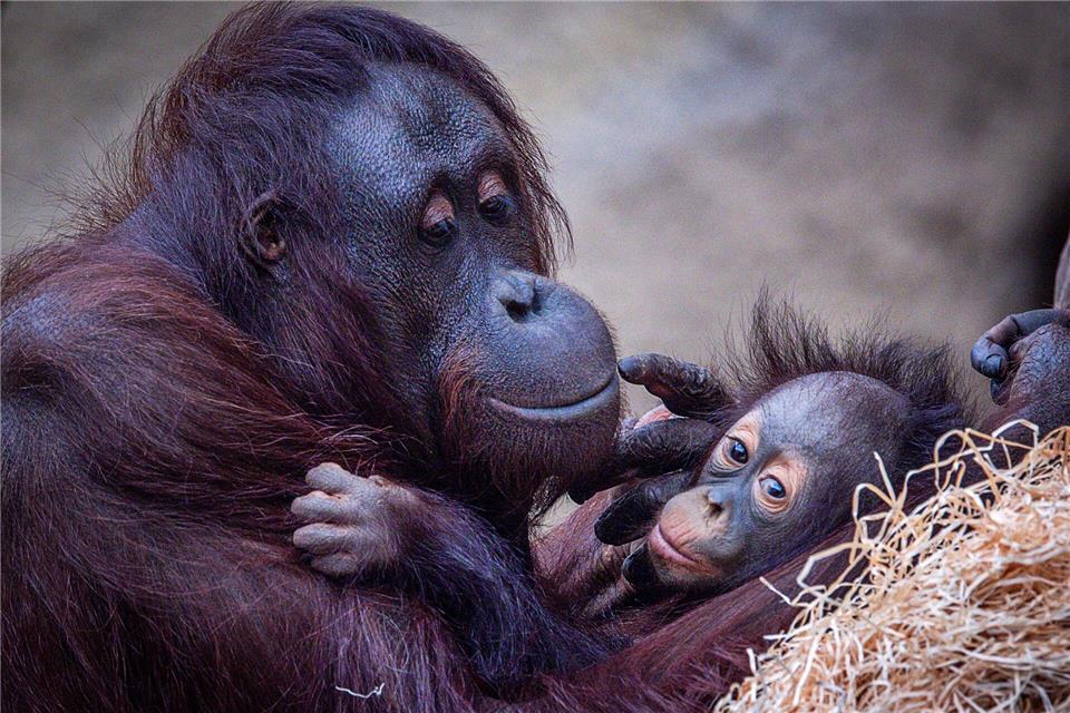 Beim Landeszootag Mecklenburg-Vorpommern gilt wieder freier Eintritt für alle Kinder. Zu den Highlights im Rostocker Zoo gehören die Orang Utans. (Archivbild)Jens Büttner/dpa