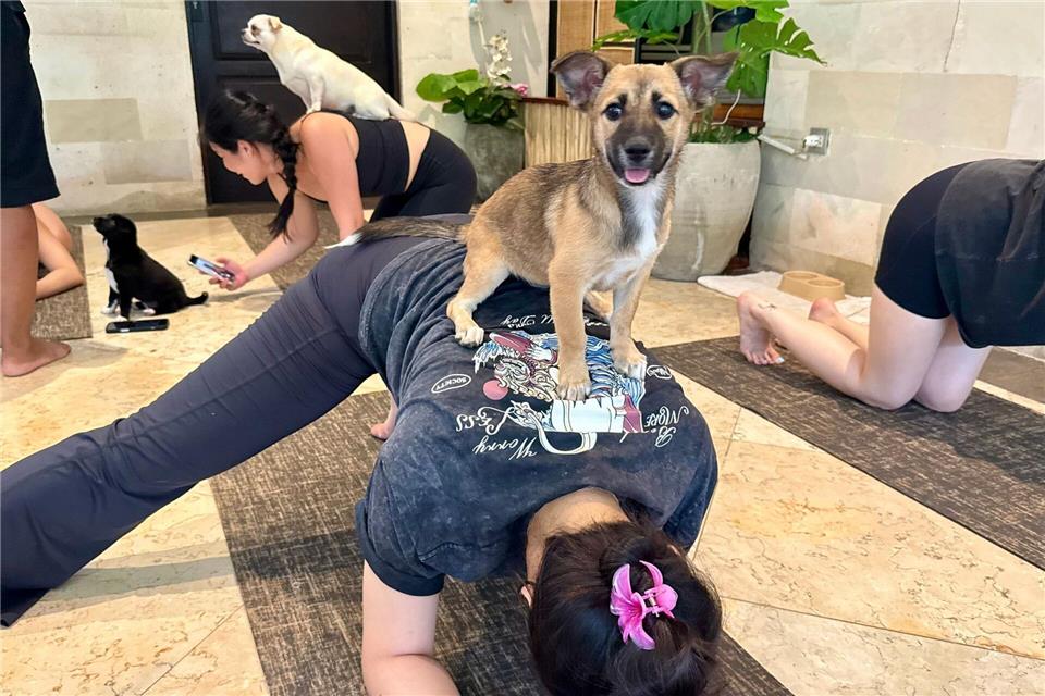 Beim Puppy Yoga springen die Welpen gerne auf den Rücken der Teilnehmer.Carola Frentzen/dpa