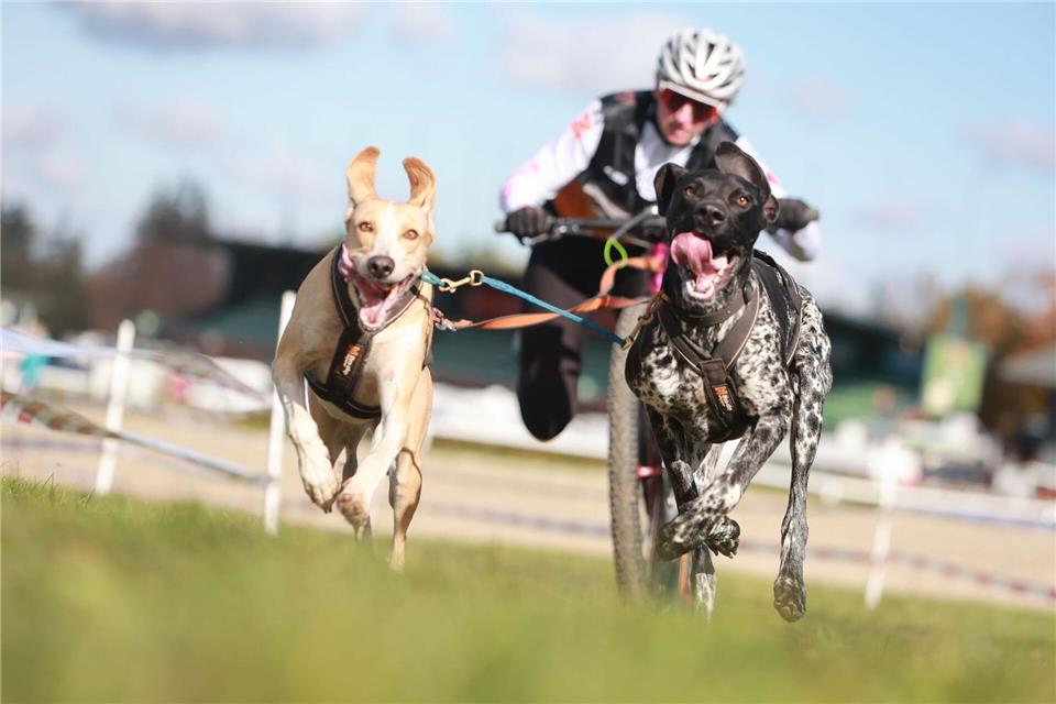 Beim Schlittenhunderennen Harzer Luchstrail in Bad Harzburg sind mehr als 200 Starter aus ganz Deutschland dabei.Matthias Bein/dpa