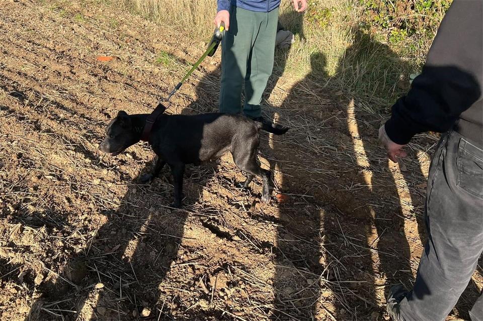 Beim Spaziergang über ein Feld war der Hund auf einmal weg. -/Feuerwehr Hattersheim/dpa