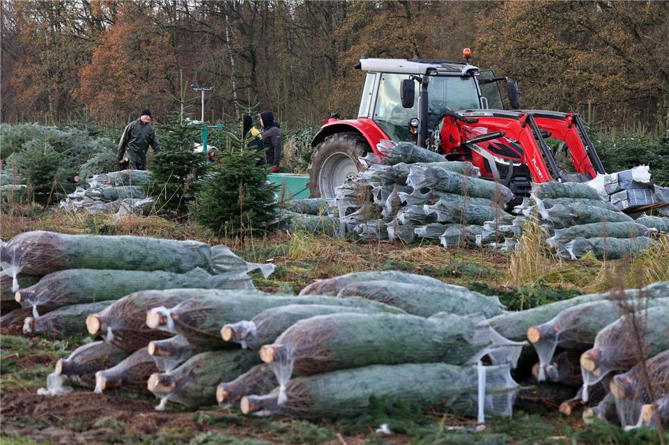 Beim Unternehmen Ostseetanne läuft der Verkauf von Weihnachtsbäumen in diesen Tagen an. (Archivfoto)Bernd Wüstneck/dpa