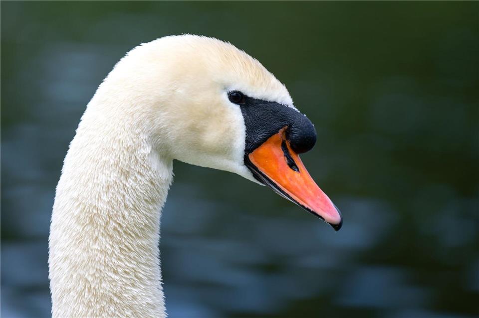 Beim Versuch, einem verletzten Schwan auszuweichen, kam es auf der A9 zu einem Verkehrsunfall. (Symbolbild)Sven Hoppe/dpa