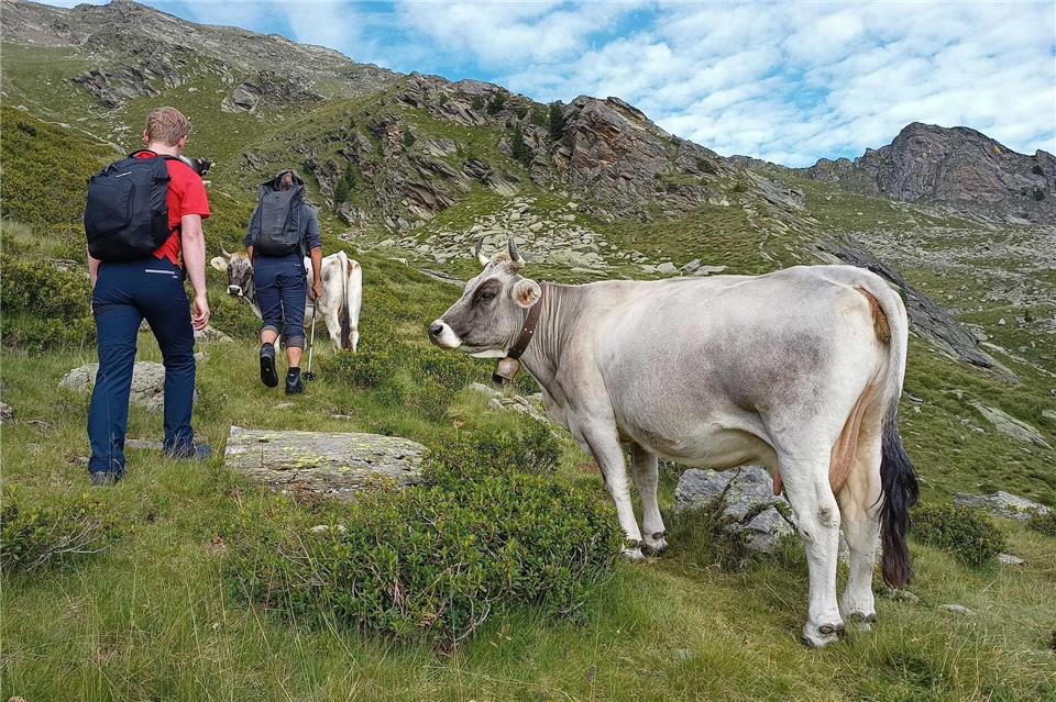 Beim Wandern in den Bergen steht schon mal ein Rind auf dem Weg - mit Ruhe und etwas Abstand bleibt die Begegnung aber in guter Erinnerung.Tom Nebe/dpa-tmn