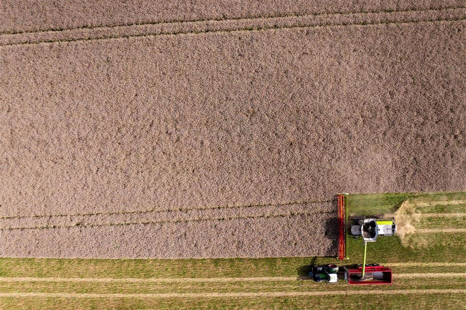 Beim Winterraps sind die Erträge laut Sachsen-Anhalts Bauernverband in diesem Jahr besonders schlecht. (Archivbild)Jens Büttner/dpa