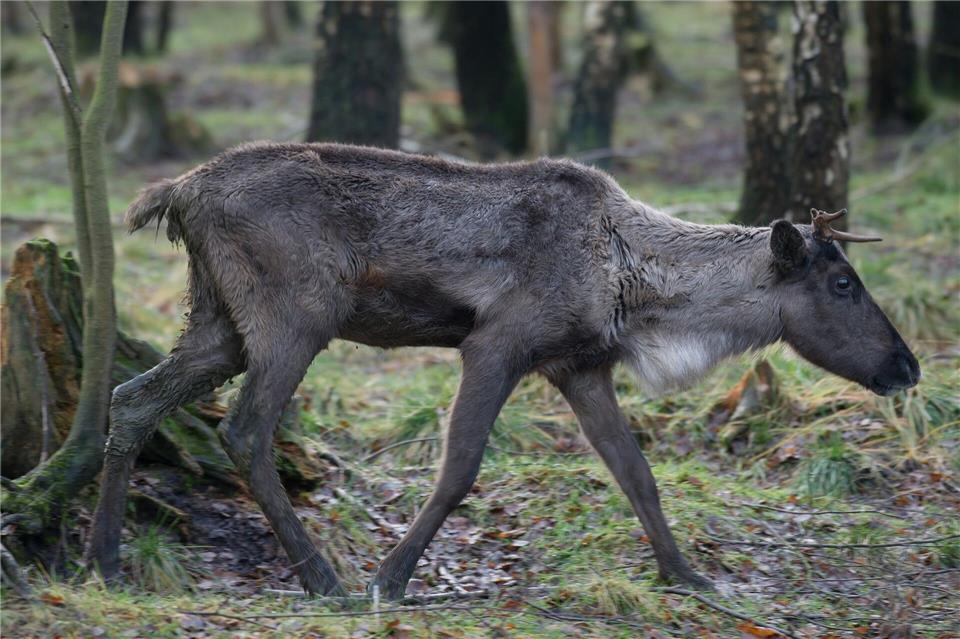 Beim mittelalterlichen Weihnachtsmarkt im Tierpark Sababurg bei Hofgeismar mit dabei: Rentiere. (Archivbild)Swen Pförtner/dpa