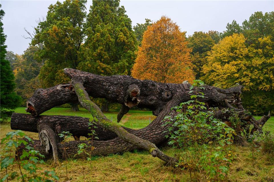 Beim sächsischen Parkseminar soll am Wochenende der Schlosspark von Wechselburg gepflegt werden.Hendrik Schmidt/dpa