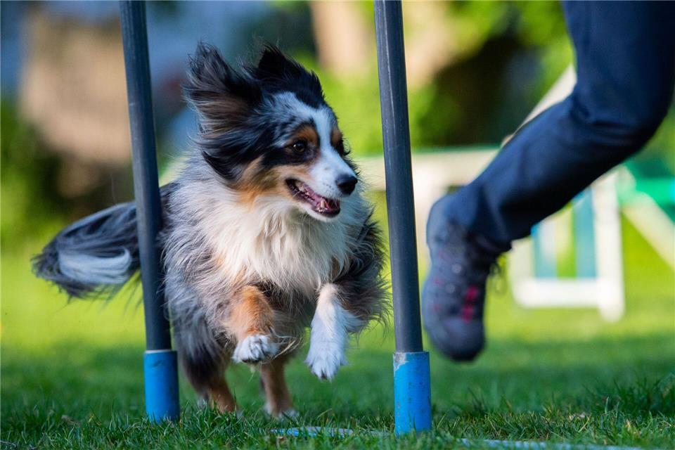 Beim sozialen Lernen schauen Hunde genau hin – etwa wenn es darum geht, Hindernisse zu umgehen.picture alliance/dpa