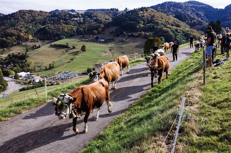 Beim traditionellen Viehabtrieb wurden wieder dutzende Rinder von der höher gelegenen Sommerweide ins Tal geführt. Philipp von Ditfurth/dpa