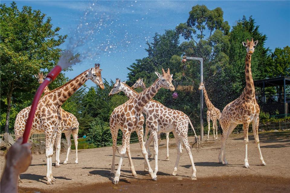 Belfast Zoo: Wassernebel kühlt Giraffen bei HitzeLiam Mcburney/PA Wire/dpa