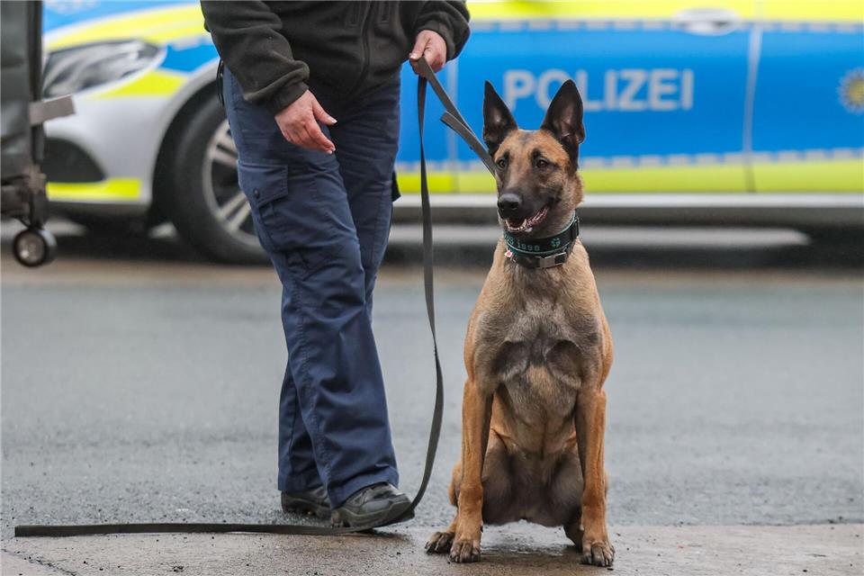 Belgische Schäferhunde werden häufig als Diensthunde bei der Polizei eingesetzt. (Archivbild)Jan Woitas/dpa
