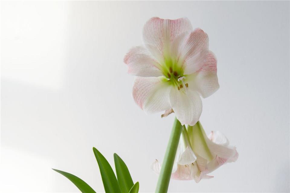 Beliebte Weihnachtspflanze: Die Amaryllis blüht in der Vorweihnachtszeit und kann im Topf gekauft werden.Andrea Warnecke/dpa-tmn
