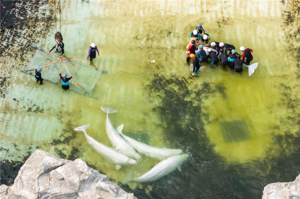 Beluga-Wale schwimmen vor dem Abtransport in einem Becken.Carlos Osorio/The Canadian Press/AP/dpa