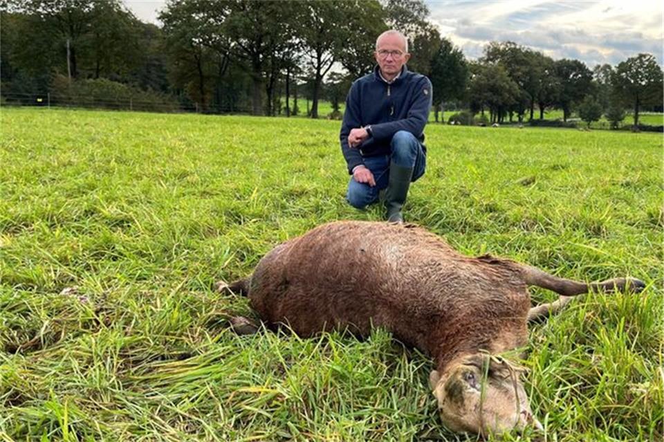 Benedikt Hüttemann vermutet, dass ein Wolf seine Schafe in Schermbeck gerissen hat. 