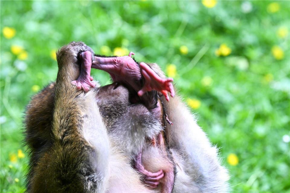 Berberaffen stehen auf der Roten Liste gefährdeter Tierarten.Felix Kästle/dpa
