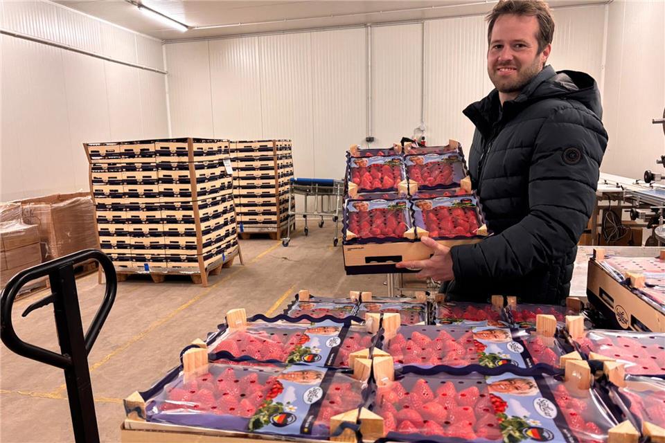 Bereit für ihre weite Reise nach Singapur. Diese Erdbeeren landen etwa drei bis vier Tage nachdem sie geplückt werden schon im singapurischen Supermarktregal.