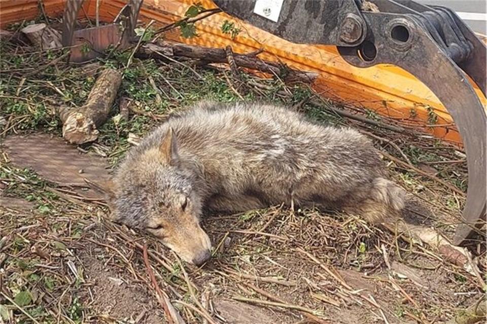 Bereits im Mai 2022 wurde auf der A31 ein Wolf überfahren. Mitarbeiter der Autobahnmeisterei luden den toten Wolf damals auf ihr Fahrzeug. 