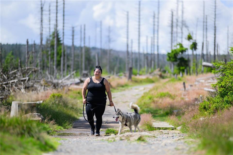Bereits mehr als ein Dutzend Hunde hat alle Wanderziele erreicht.Julian Stratenschulte/dpa