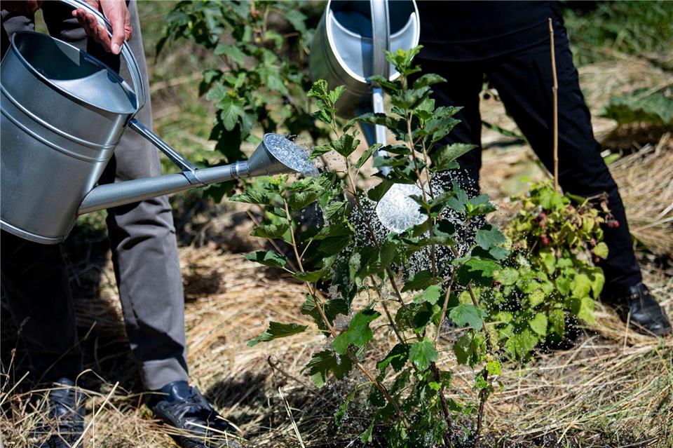 Berliner Kleingärtner pflegen ihre grünen Paradiese mit viel Mühe. (Symbolbild)Fabian Sommer/dpa