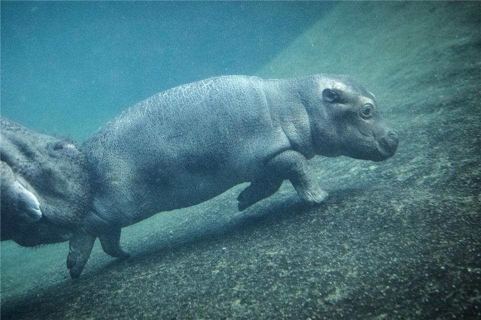 Berliner Zoo und Tierpark haben auch an den Feiertagen geöffnet. (Archivbild)Bernd von Jutrczenka/dpa