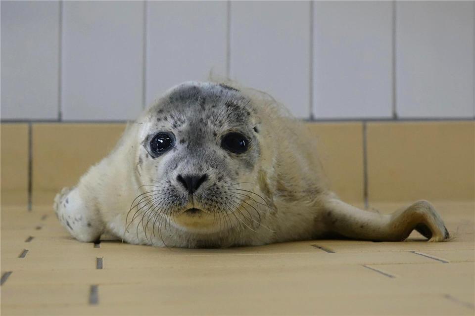 Bert wurde ohne Mutter auf Norderney entdeckt.-/Seehundstation Norddeich/dpa