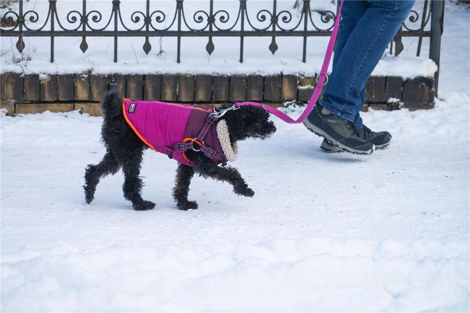 Besitzer sollten darauf achten, dass die Pfoten ihrer Hunde nicht zu sehr mit Salz in Berührung kommen. (Symbolbiild)Wolfram Steinberg/dpa