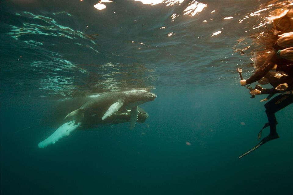 Besondere Spannung kommt auf, wenn die Tiere auf die menschlichen Beobachter zuschwimmen.Gene Flipse/Conscious Breath Adventures/dpa-tmn