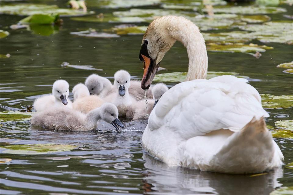 Besonders Schwanenfamilien sind durch rücksichtsloses Verhalten gefährdet. (Symbolbild)Georg Wendt/dpa
