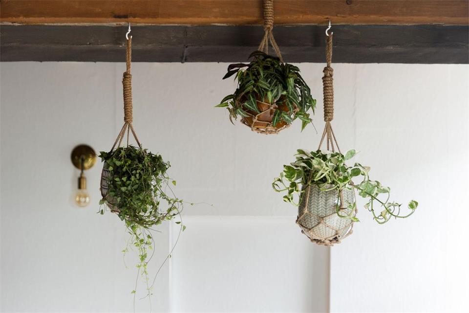 Besonders bei kleinen Räumen darf das Pflanzendesign in die Höhe gehen – nämlich an die Decke.Plants & Flowers Foundation Holland/dpa-tmn