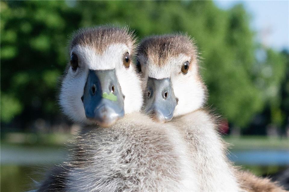 Besonders entlang von Rhein und Mosel, aber auch an Badeseen und Stadtgewässern ist die Nilgans häufig anzutreffen. (Archivbild)Marijan Murat/dpa