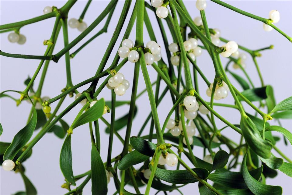 Besonders gefährlich: Schon kleine Mengen der Mistelbeeren können bei Kindern zu Übelkeit, Bauchschmerzen oder Erbrechen führen.Caroline Seidel-Dißmannel/dpa-tmn