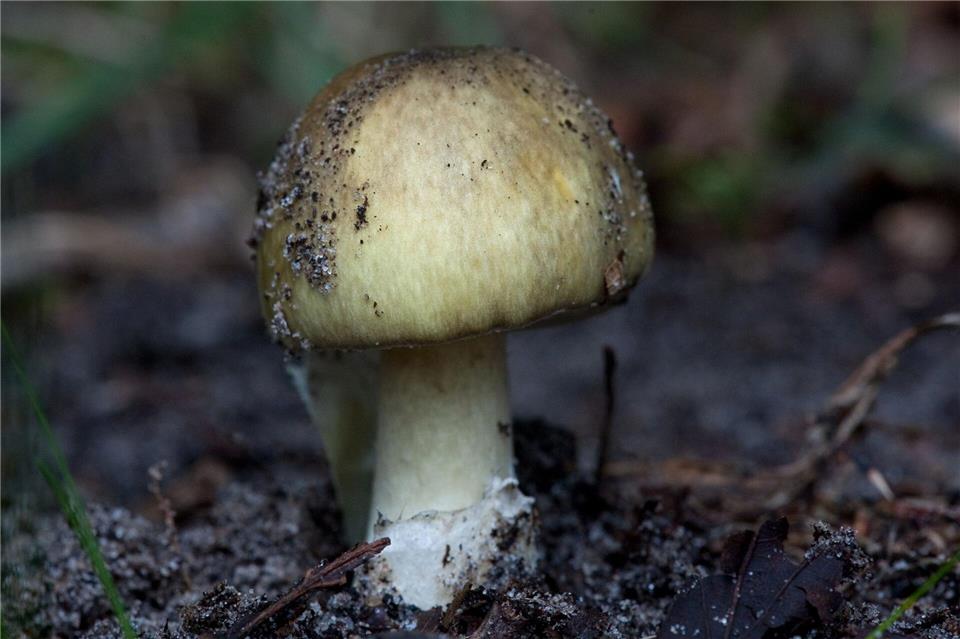 Besonders giftig: der Grüne Knollenblätterpilz (Amanita phalloides).picture alliance/dpa/dpa-tmn