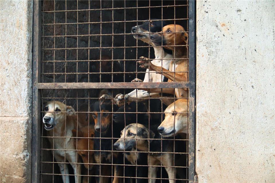 Besonders in Uganda gab es zuletzt erschütternde Fake-Rescues.Handout / Berlin/Animal Welfare Alliance Uganda/dpa