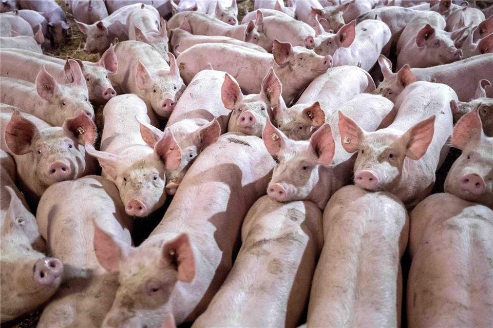 Besonders in der Schweine-, Rinder- sowie Schaf- und Ziegenhaltung gibt es laut dem Tierschutzbericht Verbesserungsbedarf. (Symbolbild) Sina Schuldt/dpa