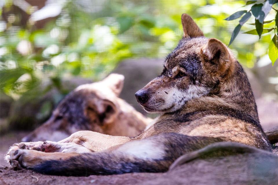 Besonders nah an Raubtiere heranzukommen, wünschen sich einige Zoo- und Wildparkbesucher. (Archivbild)Jens Büttner/dpa-Zentralbild/ZB